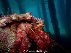 Dardanus calidus
Under the jetty from Korumar Bay. by Cumhur Gedikoglu 